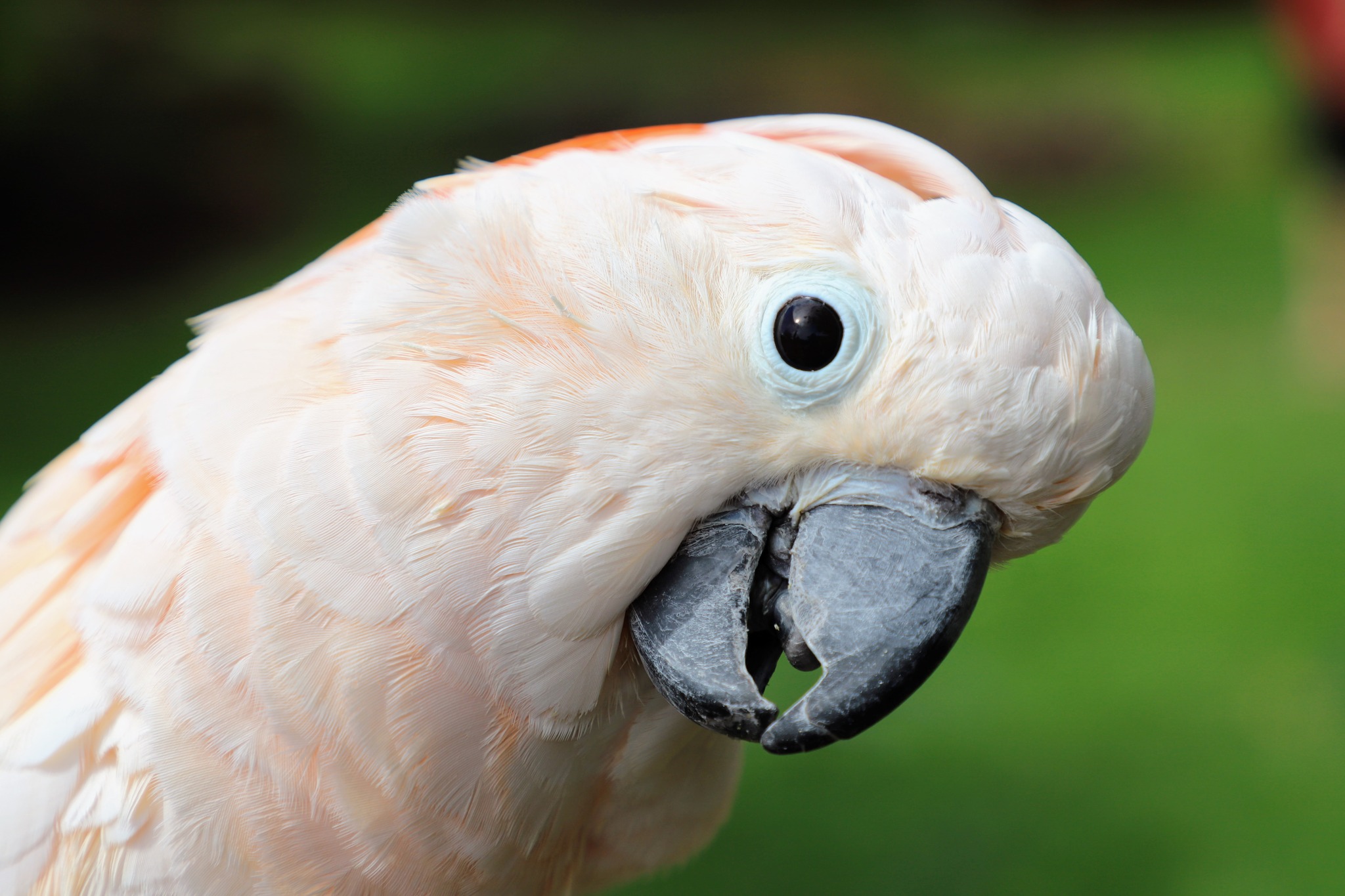 I just learned that our Moluccan cockatoo, Rosie, died suddenly…